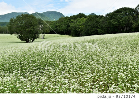 福島 会津高原 たかつえそば畑 93710174