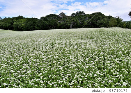 福島 会津高原 たかつえそば畑 93710175