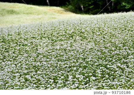 福島 会津高原 たかつえそば畑 93710186