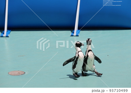【木彫バードカービング】 ケープペンギン（中）2羽40029