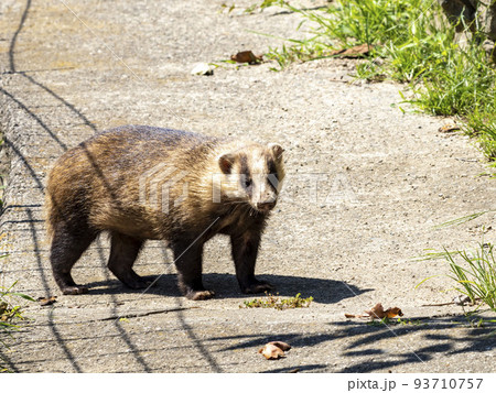 畑近くの細道を歩いているニホンアナグマ 畑近くの細道を歩いているニホンアナグマ 93710757