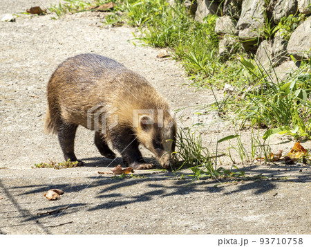 畑近くの細道を歩いているニホンアナグマ 畑近くの細道を歩いているニホンアナグマ 93710758