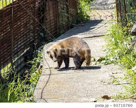 畑近くの細道を歩いているニホンアナグマ 畑近くの細道を歩いているニホンアナグマ 93710760