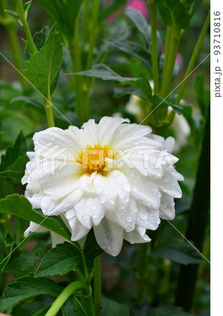 優雅な春植え球根　テンジクボタン（天竺牡丹）ダリア 93710816