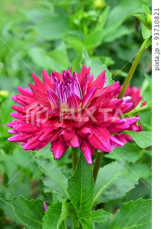 優雅な春植え球根 テンジクボタン(天竺牡丹)ダリア 優雅な春植え球根 テンジクボタン(天竺牡丹)ダリア 93710821