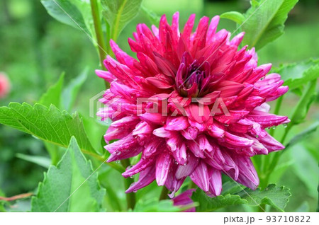 優雅な春植え球根　テンジクボタン（天竺牡丹）ダリア 93710822