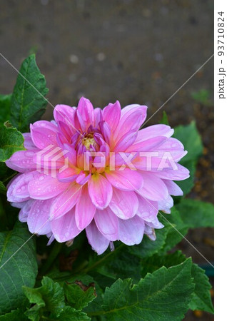 優雅な春植え球根 テンジクボタン(天竺牡丹)ダリア 優雅な春植え球根 テンジクボタン(天竺牡丹)ダリア 93710824