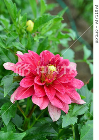 テンジクボタン(天竺牡丹)ダリア テンジクボタン(天竺牡丹)ダリア 93711093