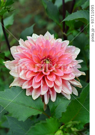 テンジクボタン（天竺牡丹）ダリア 93711095