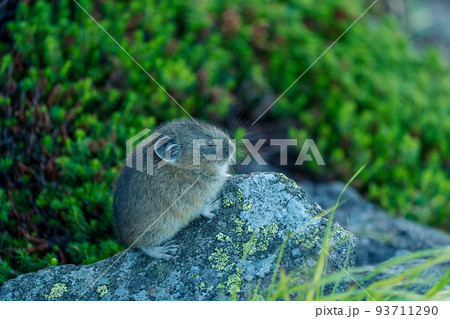 緑ある高山植物に囲まれた早朝のガレ場で日向ぼっこする子どものエゾナキウサギ 93711290