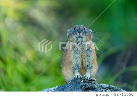 緑ある早朝のガレ場で正面を向いて瞑想するエゾナキウサギ 93711656