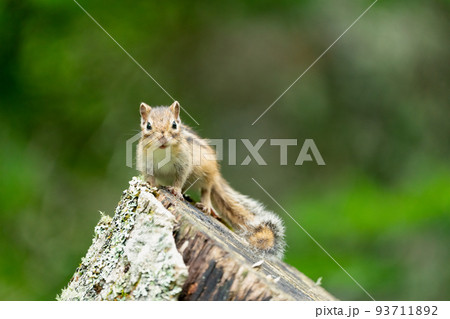 背景が緑の切り株の上で前を見つめるエゾシマリス 93711892