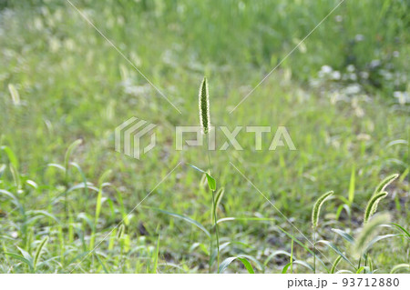 一本のエノコログサ、ねこじゃらし 93712880