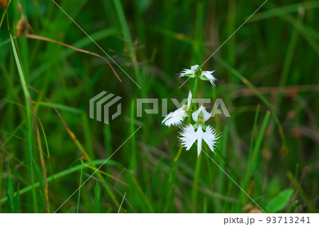 ヒイゴ池湿地の代表花 サギソウの花32 岡山県総社市 ヒイゴ池湿地の代表花 サギソウの花32 岡山県総社市 93713241