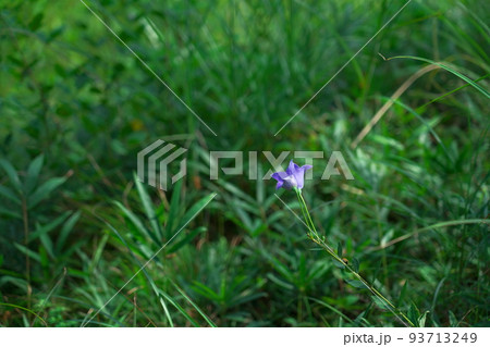 ヒイゴ池湿地に咲くキキョウの花3 岡山県総社市 ヒイゴ池湿地に咲くキキョウの花3 岡山県総社市 93713249