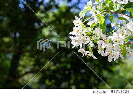 ズミの花 93713525
