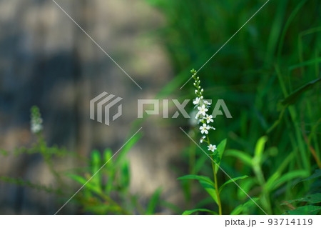 ヒイゴ池湿地に咲くオカトラノオの花3 岡山県総社市 ヒイゴ池湿地に咲くオカトラノオの花3 岡山県総社市 93714119