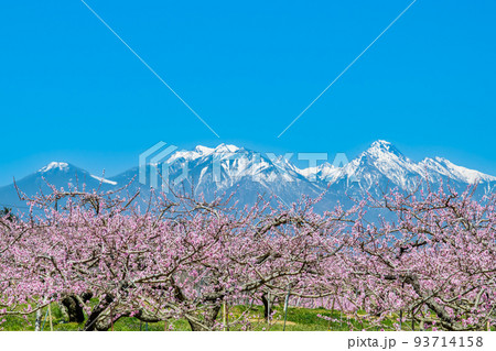 山梨県韮崎市　新府桃源郷　～残雪の八ヶ岳と桃の花の競演～ 93714158