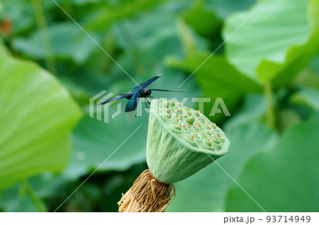 水滴のついた古代蓮の花托に止まるチョウトンボ 93714949