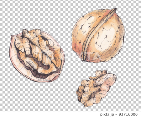 walnut watercolor illustration 93716000