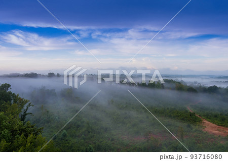 The mornings in South Carolina are often characterized by fog over the forest when the summer season is fully in effect The mornings in South Carolina are often characterized by fog over the forest when the summer season is fully in effect 93716080