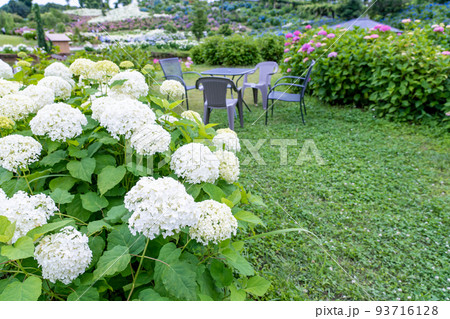 三重県津市　アナベルという名の真っ白な紫陽花が咲くかざはやの里 93716128