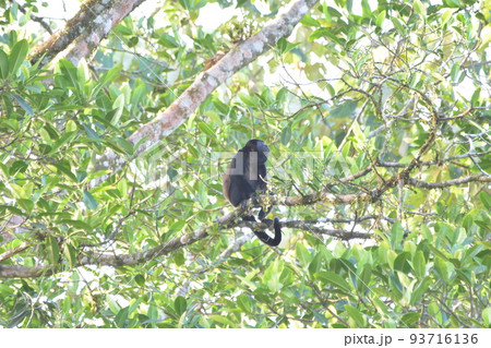 ホエザル 93716136