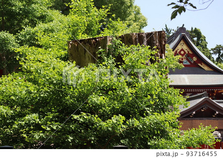 鶴岡八幡宮の大銀杏 鶴岡八幡宮の大銀杏 93716455