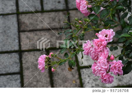 【長野県信濃町】黒姫童話館に咲くバラの花 93716708