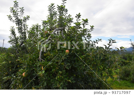 【長野県中野市】リンゴ畑 93717097