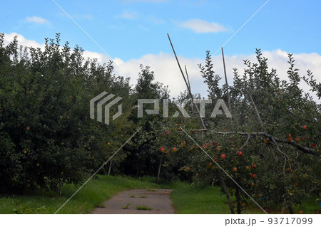 【長野県中野市】リンゴ畑 93717099