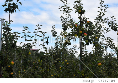 【長野県中野市】リンゴ畑 93717104