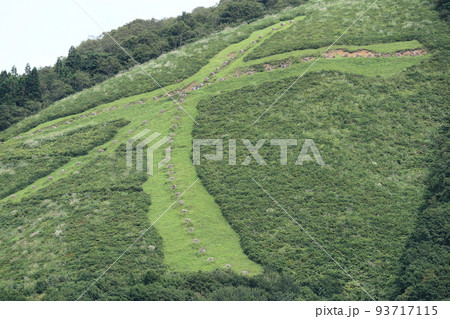 大館市鳳凰山の大文字 93717115
