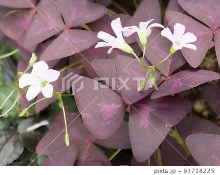 オキザリストリアングラリス③ 93718225