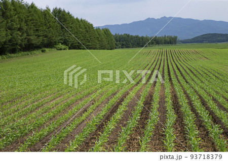 早春の十勝大地 早春の十勝大地 93718379