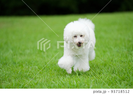 芝生の上を笑顔で駆ける白犬 芝生の上を笑顔で駆ける白犬 93718512
