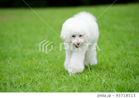 芝生の上を笑顔で歩く白犬 93718513
