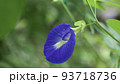 バタフライピーの花のクローズアップ 93718736