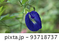 バタフライピーの花のクローズアップ 93718737