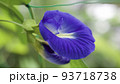 バタフライピーの花のクローズアップ 93718738