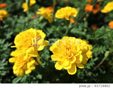 マリーゴールド 93718862