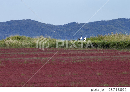 珊瑚草 珊瑚草 93718892