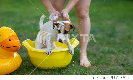 The owner washes the dog Jack Russell Terrier in a yellow basin on a green lawn.  93718915