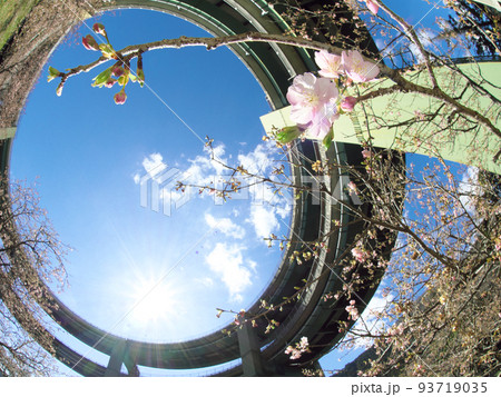 ループ橋と可愛らしい桜の花 93719035