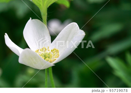 White spring flower close up. Floral beautiful background. Nature 93719078