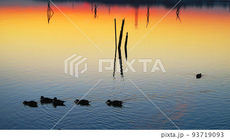 千葉県我孫子市側の手賀沼公園から見た手賀沼の夕暮れの風景(2021年12月24日撮影) 千葉県我孫子市側の手賀沼公園から見た手賀沼の夕暮れの風景(2021年12月24日撮影) 93719093