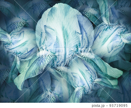 Flowers light turquoise-green  rises. Floral vintage background. Petals irises.   Close-up. Nature. 93719095