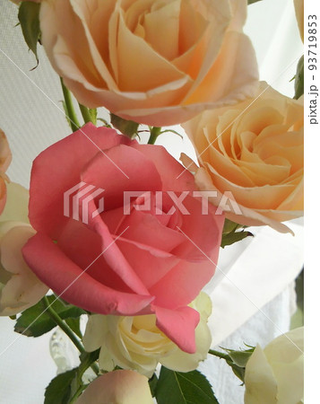バラの花 バラの花 93719853