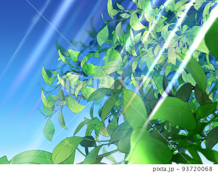 木漏れ日 93720068