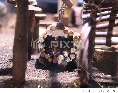 密集して眠るスナネズミ (神戸) 密集して眠るスナネズミ (神戸) 93720119